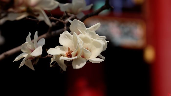 舜视频丨玉兰花开梅花绽放 这是济南诗意的春天